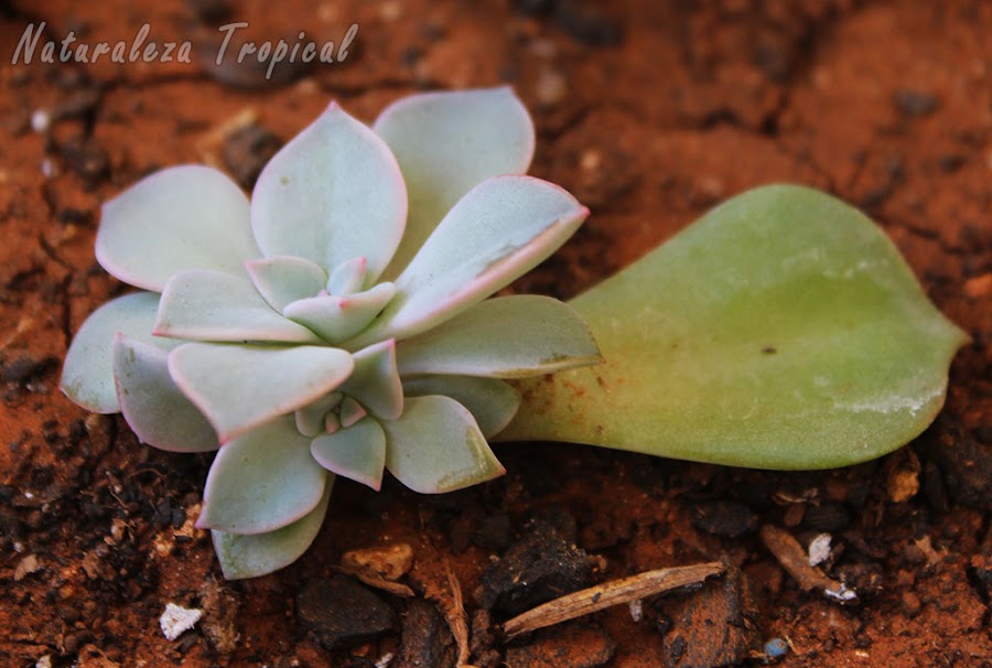 Planta suculenta brotando de una hoja por multiplicación asexual