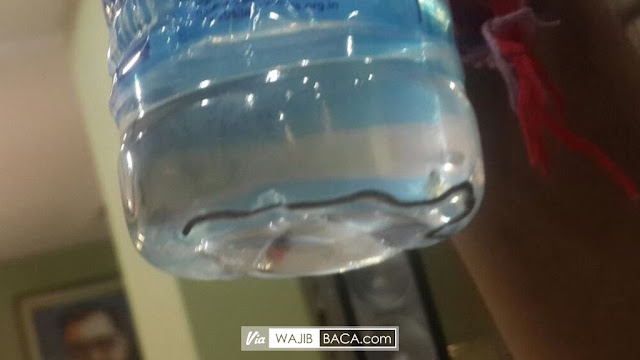 Waspadai Apa yang Kamu Konsumsi, Bayi Ular Ini Hidup Dalam Botol Air Kemasan!