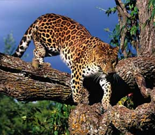 Amur Leopard