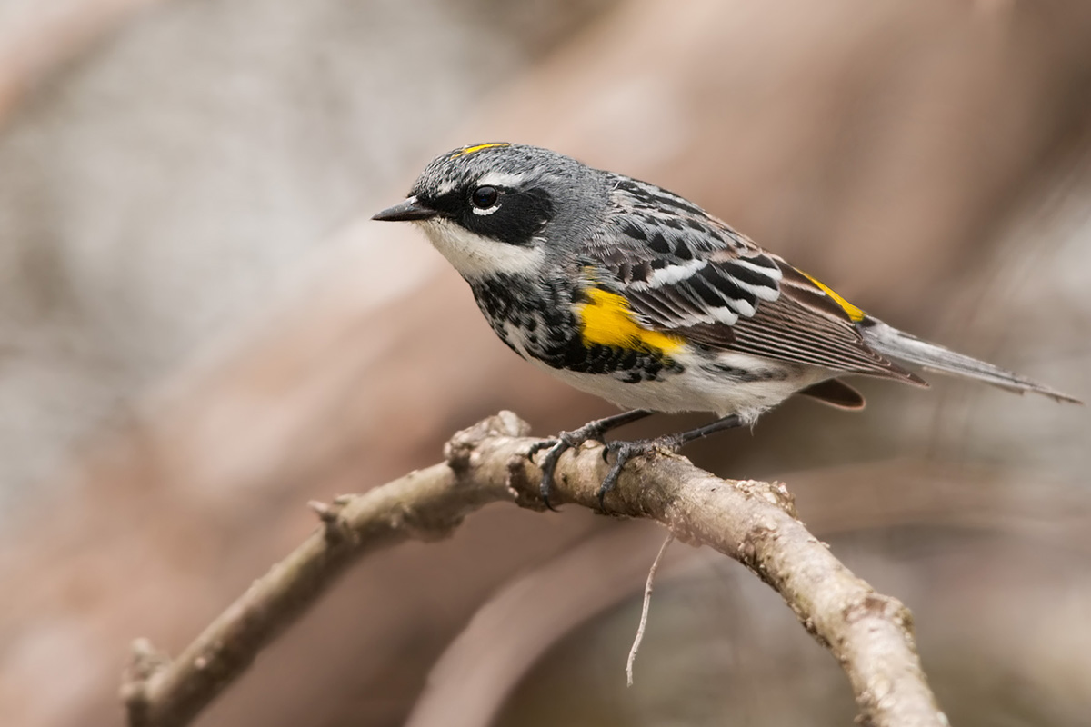 [Ornithology • 2016] Genomic Variation Across the Yellow-rumped Warbler  (Setophaga coronata) Species Complex - Species New to Science