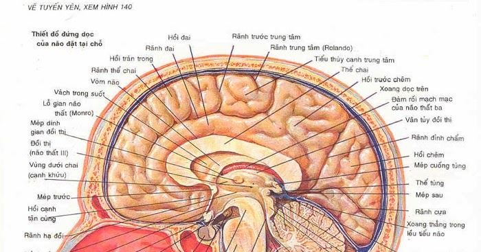Các thùy não - Tài liệu ôn thi Bác sĩ nội trú môn Giải phẫu | Bác Sĩ Đa ...