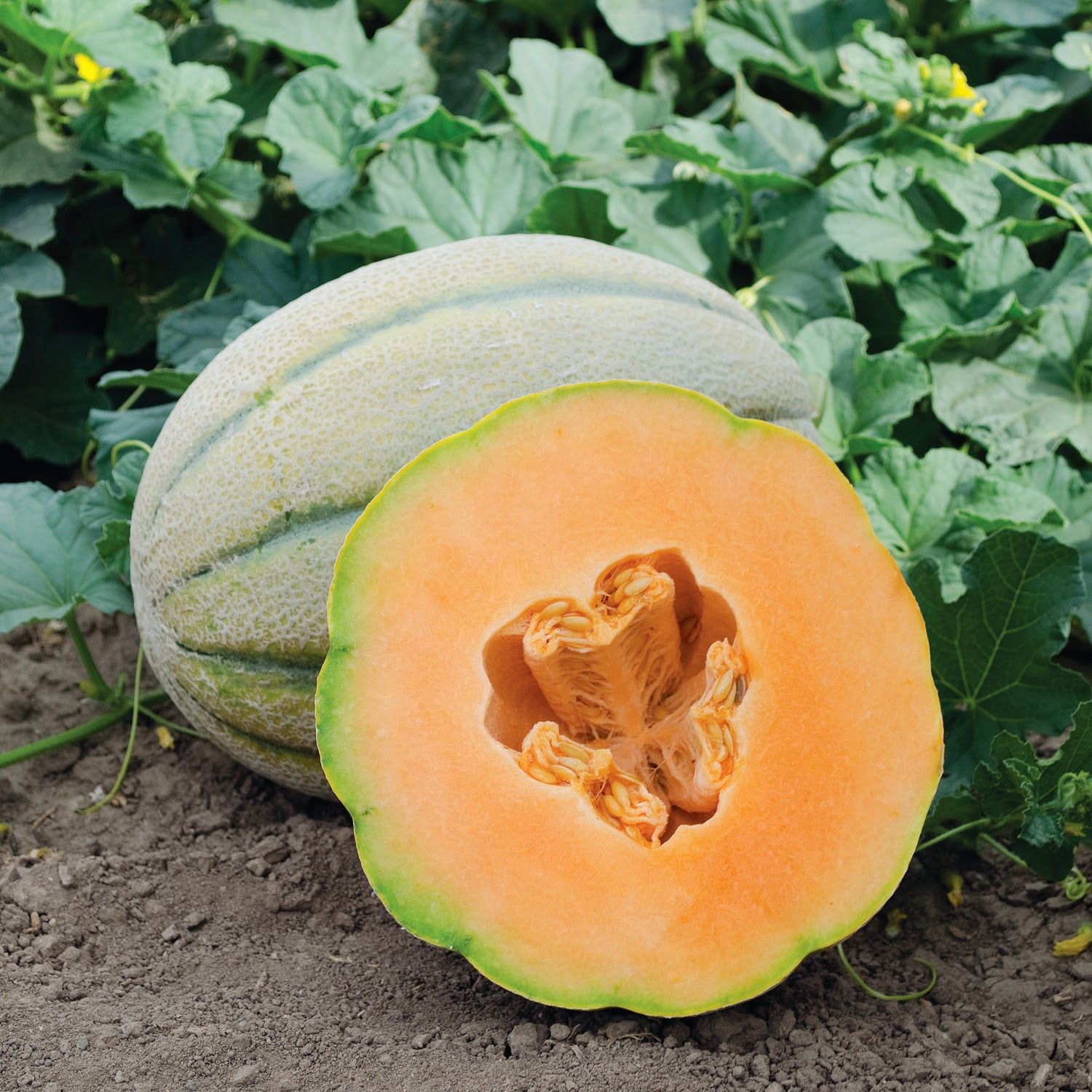 vegetable varieties