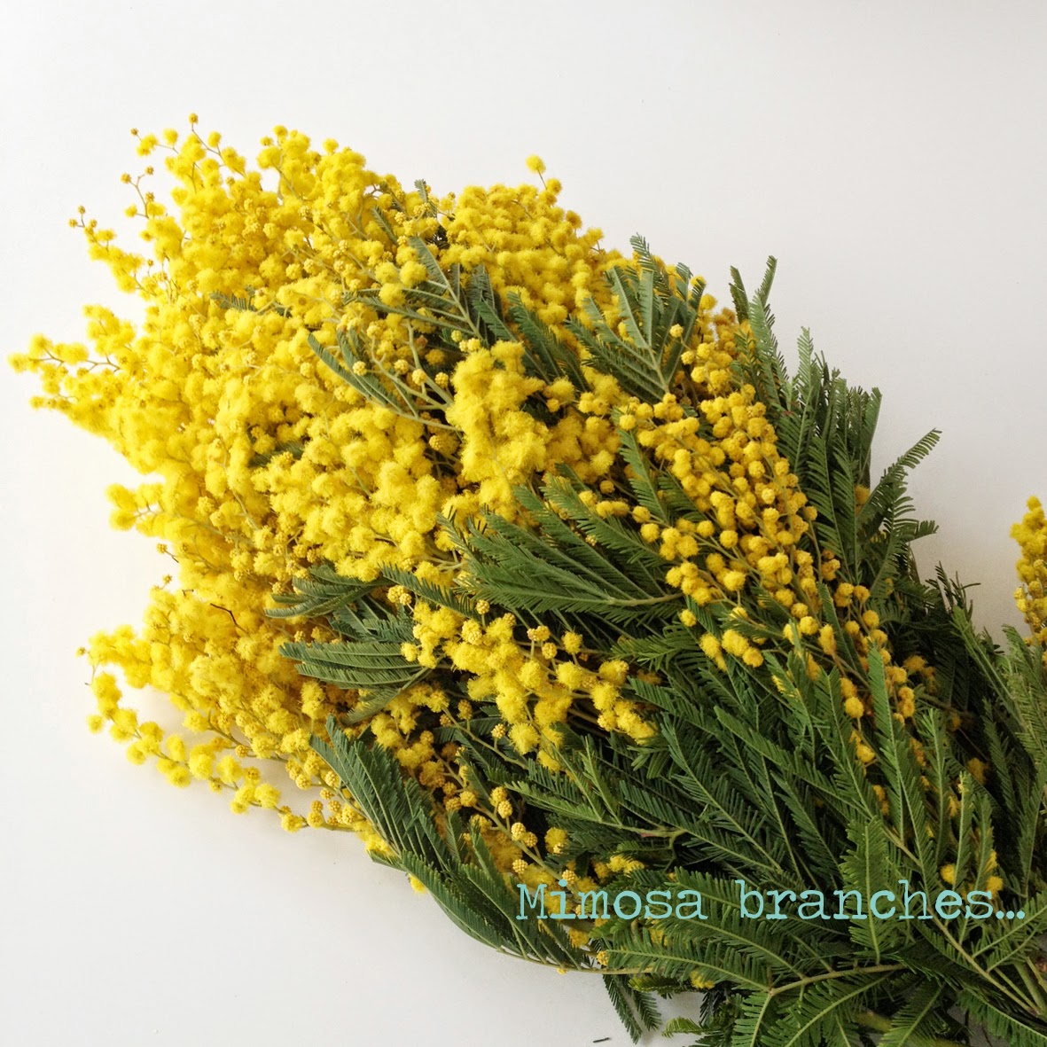 That #39 s what makes me happy: Mimosa in the house That #39 s what makes me happy: Mimosa in the house