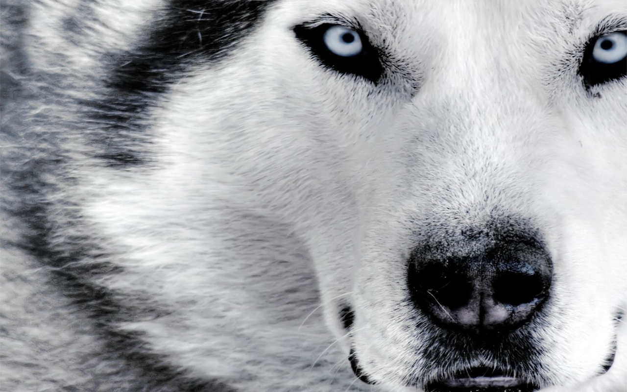 Wallpaper Hd Wolf Wallpaper Hd Wolf