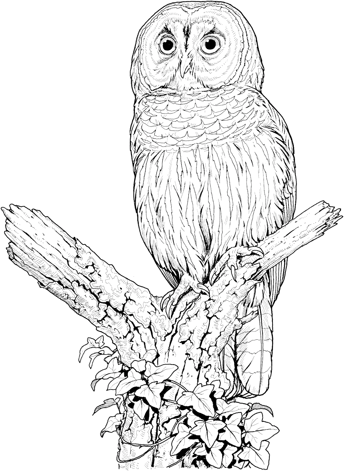 Owl Coloring Pages