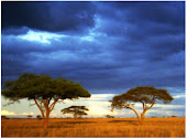 Two Trees at Sunset in Africa