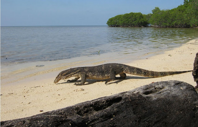 1. Pulau Biawak - Indramayu 1. Pulau Biawak - Indramayu