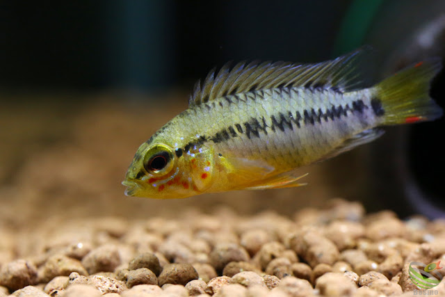 Apistogramma viejita from Colombia