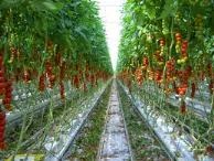 Hama tanaman tomat, Penyakit Tanaman Tomat,  penyakit pada tanaman tomat, tanaman tomat, tomat