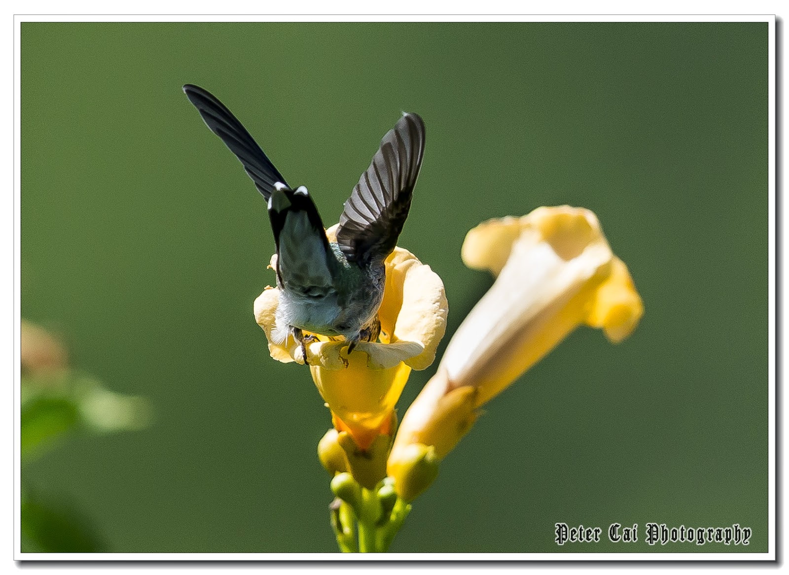 The Baiting Hollow Hummingbird Sanctuary Lady Di report
