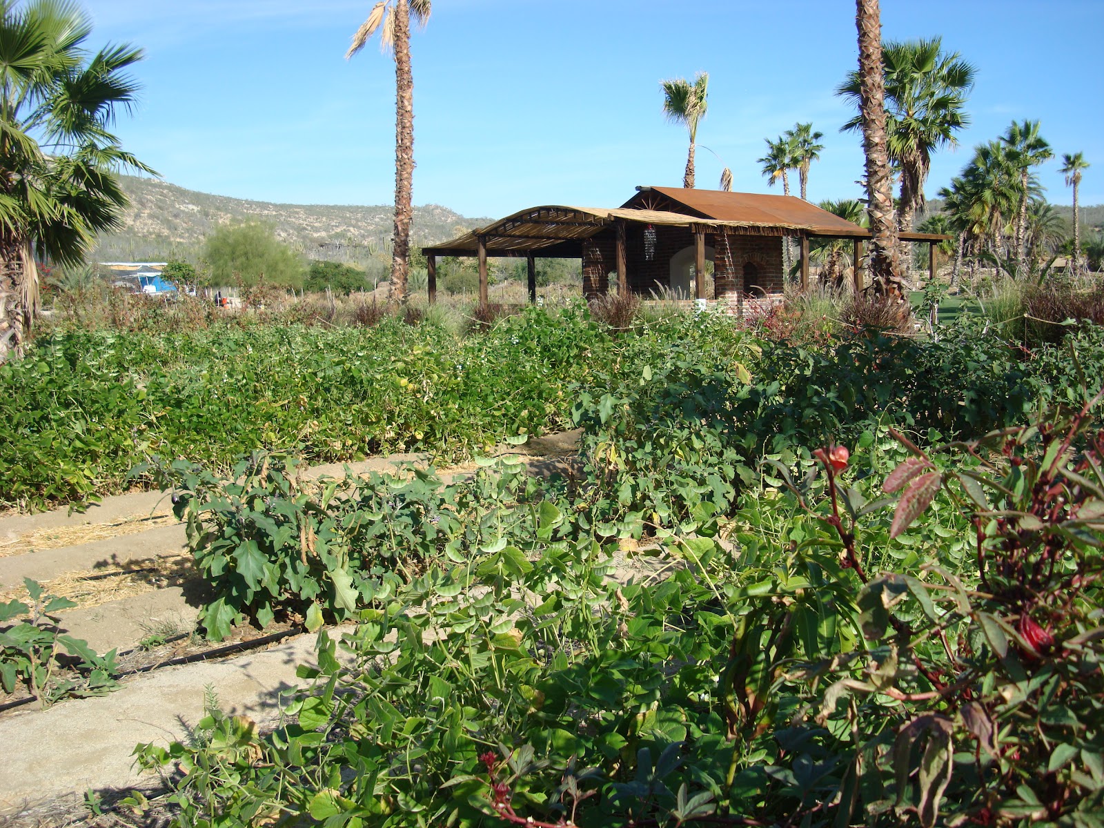 Restaurant Review Flora's Field Kitchen Healthy Journey Cafe