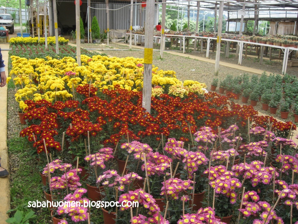 Flower Nursery at JS Nursery, Kundasang Sumandak Kinabalu Little Corner