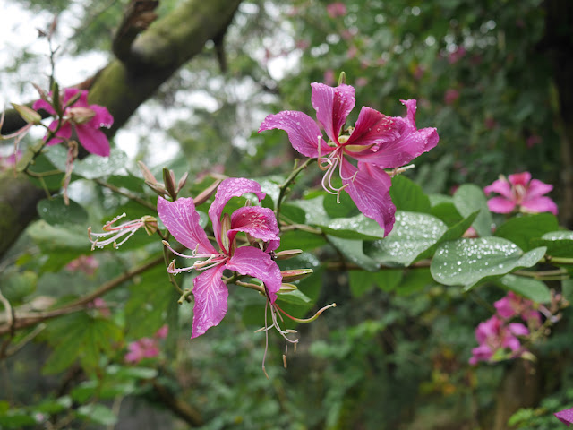 flowers near the Changjiang Reservoir in Zhongshan, China