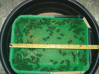 download breeding superworms download breeding superworms