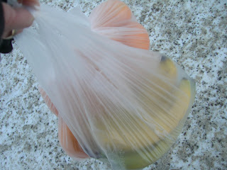 Frisk%2Bluft%2Boch%2Bfruktfrossa%2B%25282%2529 - Frisk luft och fruktfrossa