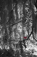 Cardinal in a tree full of spanish moss.