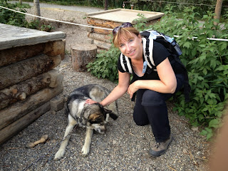 Alaskan sled dog