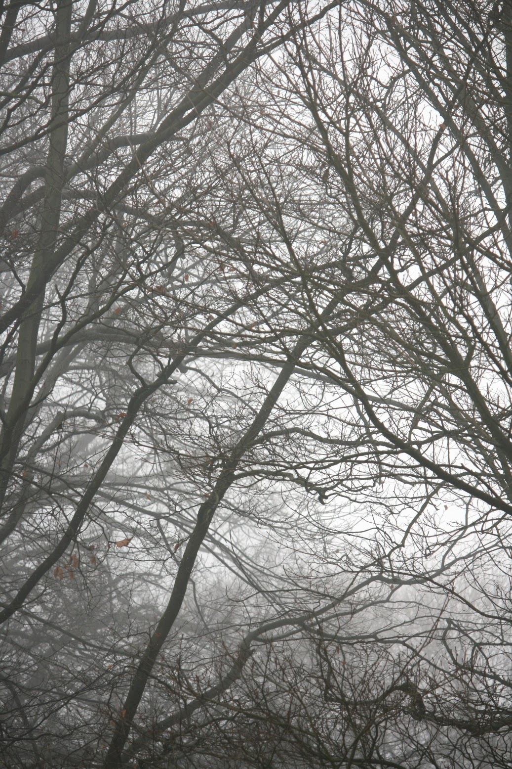 Das rote Haus Nr . 12: Bäume