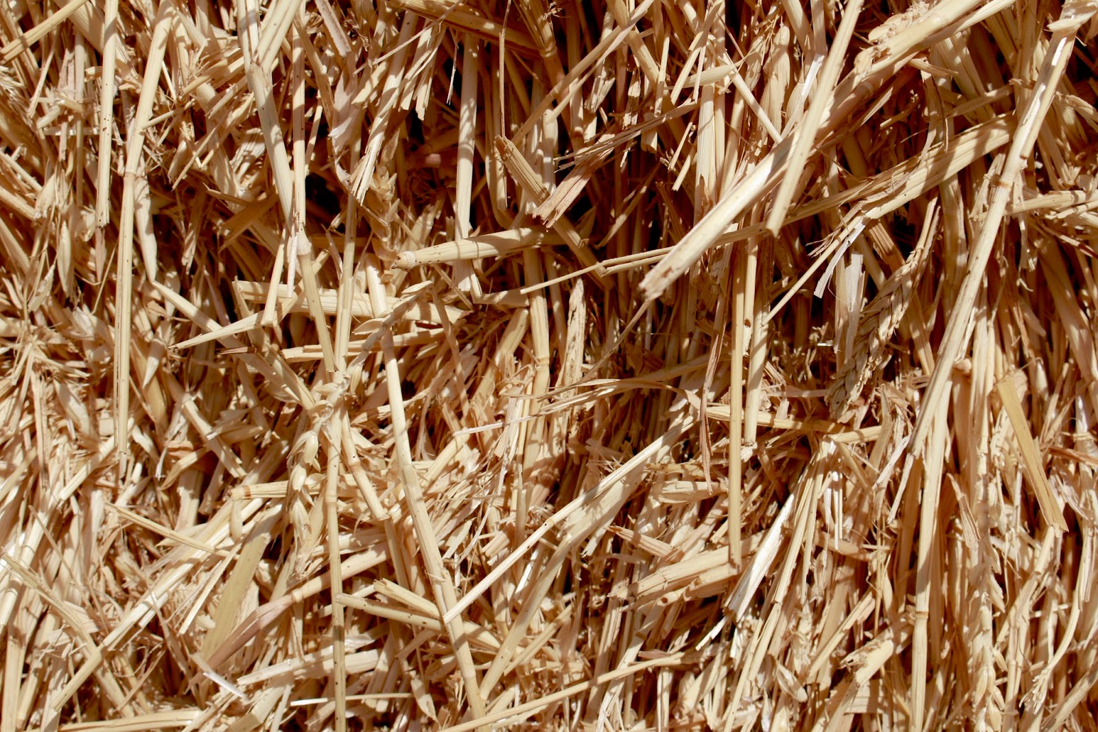 Metzer Farms Duck and Goose Blog Getting Ready for Your Ducklings and