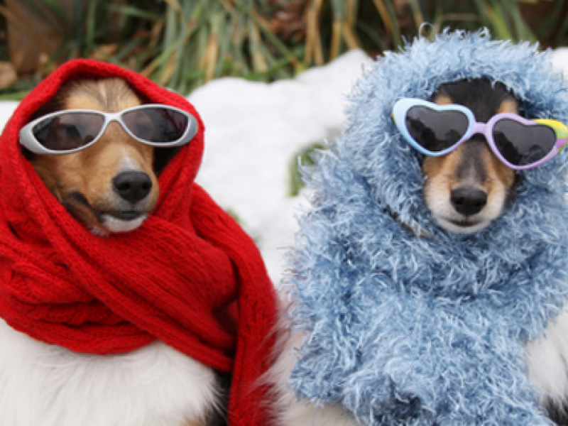 PetsNMore How To Protect Your Pet During Winter and Cold Weather