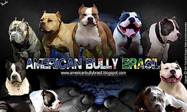 American Bully Brasil - Esta raça merece!