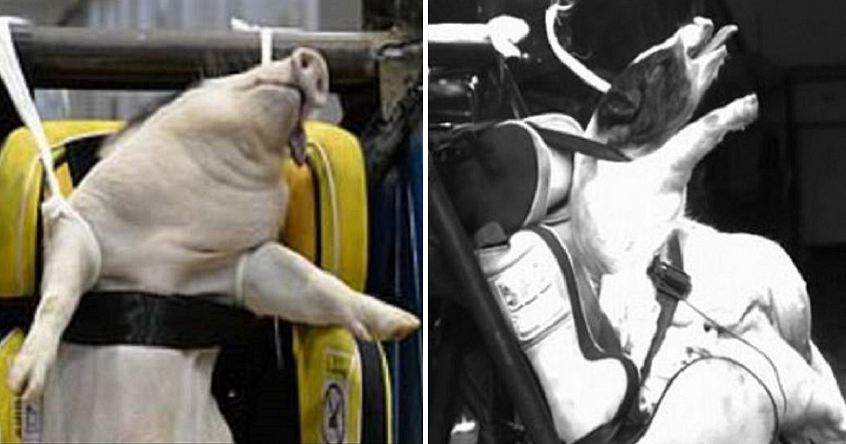 Chinese Researchers Used 15 Live Pigs As Crash Test Dummies, And Half Of Them Died