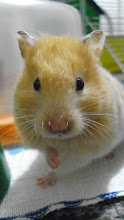 Minha hamster Mel