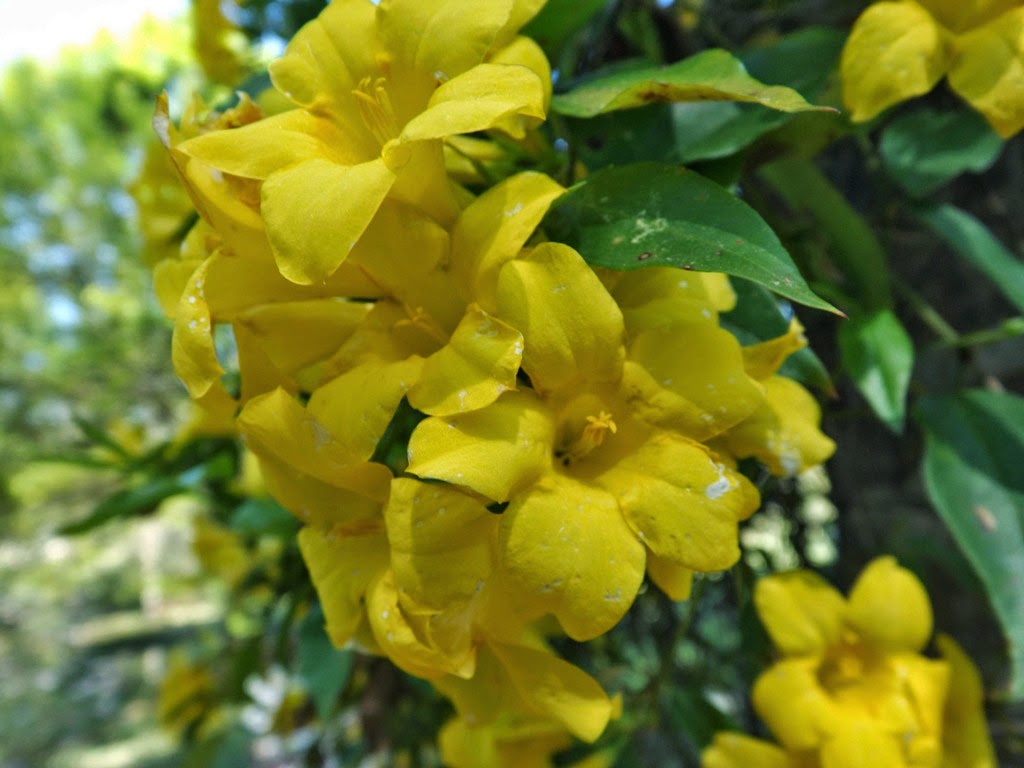 MARIETTE'S BACK TO BASICS {Our Carolina Jasmine}