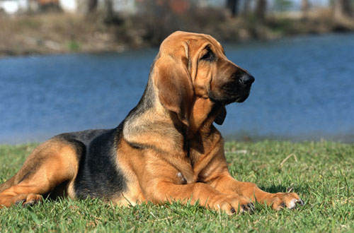 Breeds Dog: Bloodhound Dogs Breeding