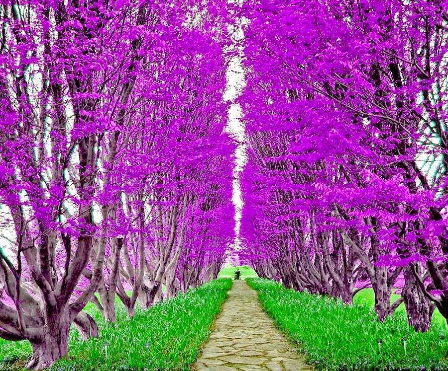 Most Magnificent Trees From Around The World HAFACS