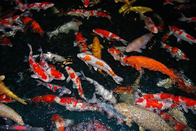koi-pond-defoaming-agent.jpg