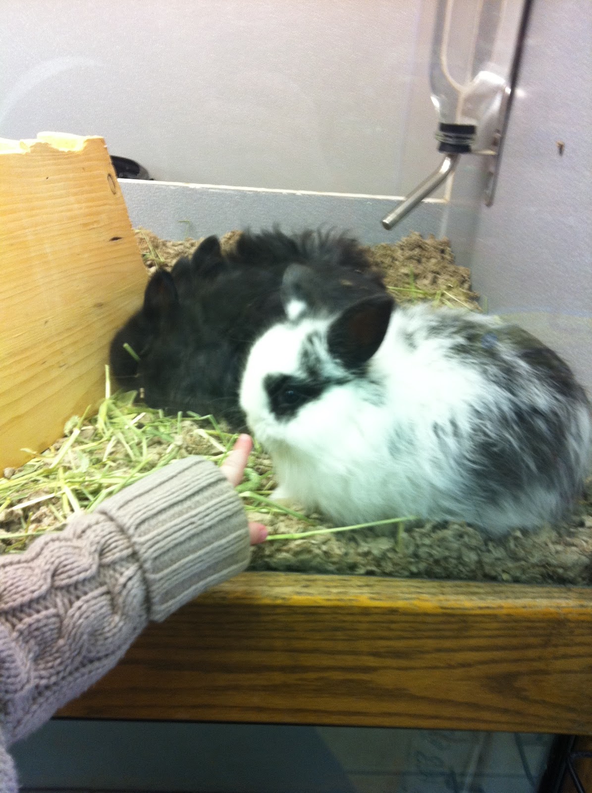 animal ark orem facebook Sharee Barger