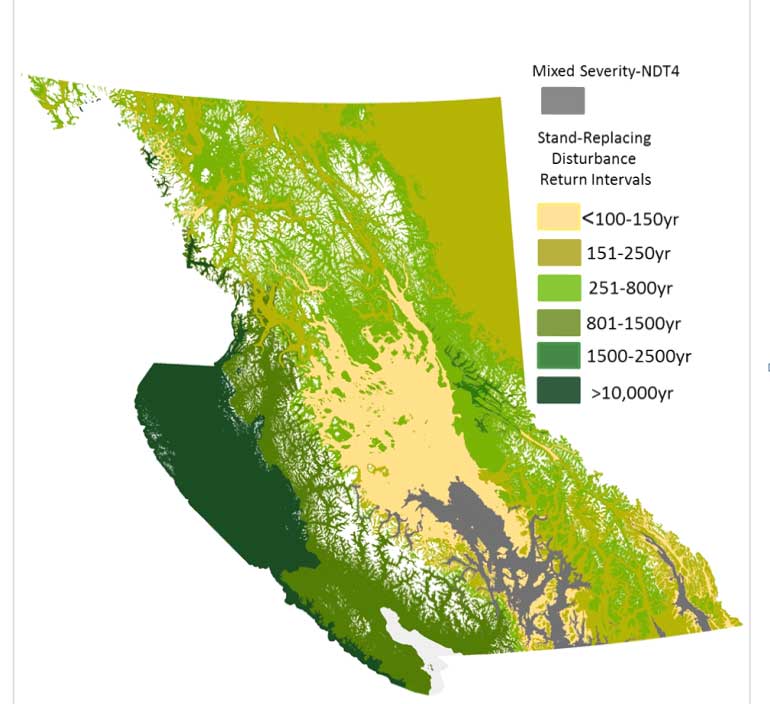 Blog Collective Native Medicinal and Poisonous Plants of British