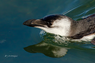 Alca común, Alca torda, Razorbill