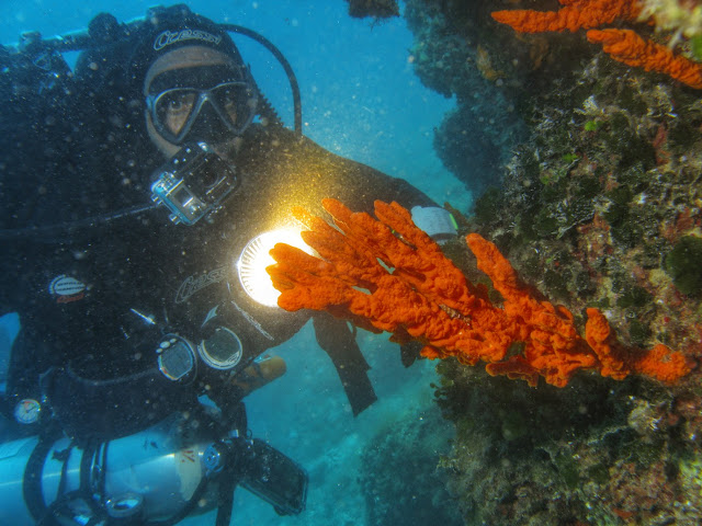 sponge_Axinella polypoides_pfoto by Kostas Ladas