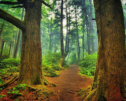 forest nature designs am