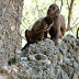 Las misteriosas "piedras talladas" de los monos brasileños
