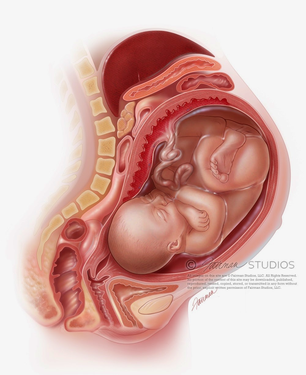 Внутри беременной женщины. Ребенок в утробе на 9 месяце. Анатомия беременной женщины. Анатомия беременной женщины. Внутри беременной женщины.