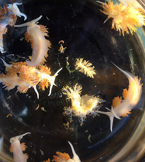 sea slugs, japanese sea slugs