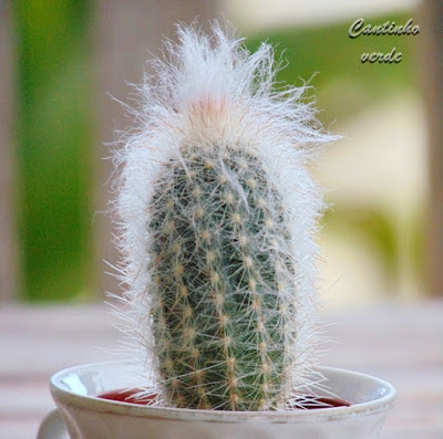 Cultivo do Cacto cabeça de velho - Cephalocereus senilis