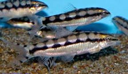 Gambar Ikan Hias Air Tawar Bagus Unik Cantik Harga Murah ...