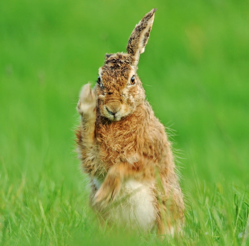 Brian Rafferty...Wildlife Photographer Brown Hares