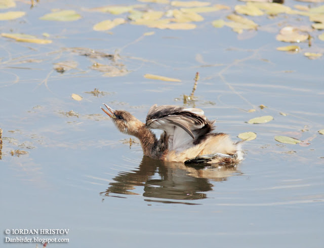 Little Grebe photography in Bulgaria