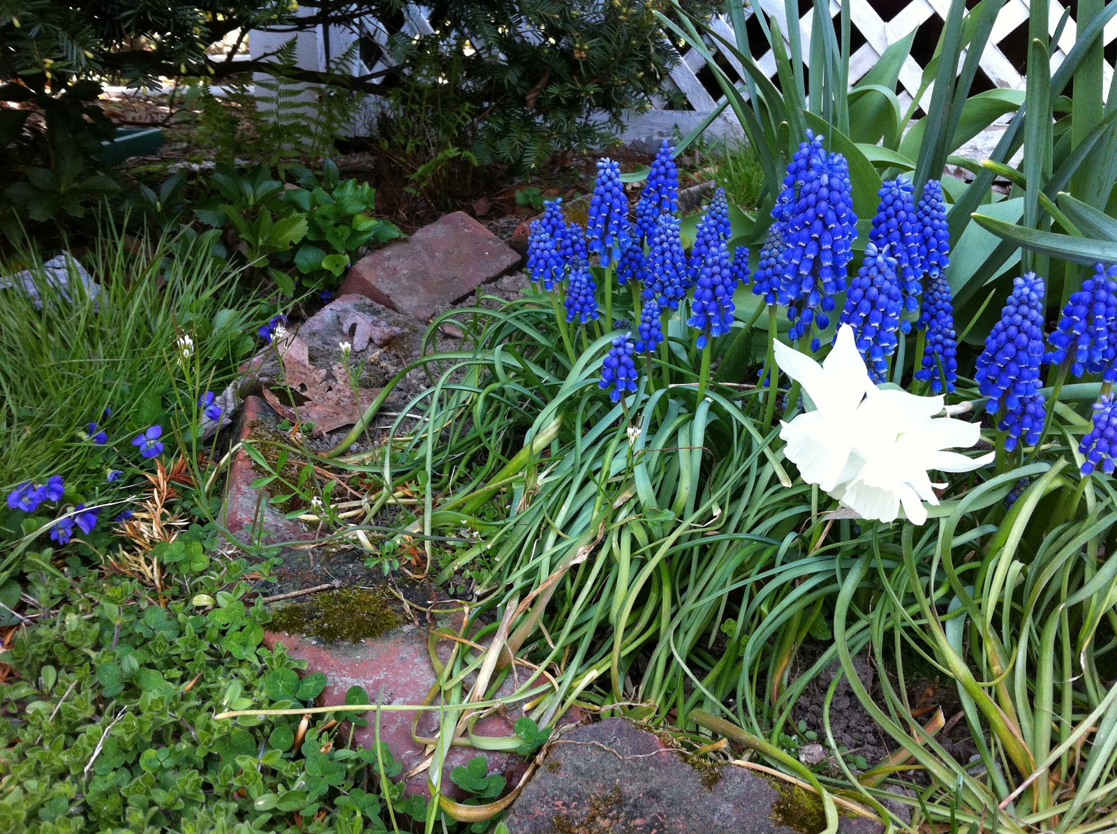 Life at Pugsley Eating weeds, or the wild wild weeds