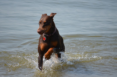 My Jenny Loves the Lake Photo by Trisha Field