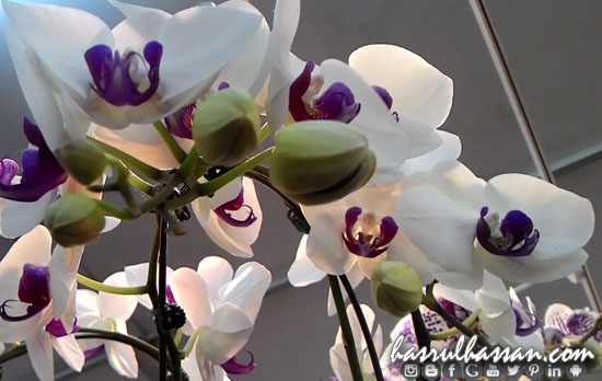 Orkid Cantik di Festival Royal Floria Putrajaya 2015