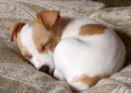 Dog Sleep Bed Bedding Cute Beauty Sleep Sleeping