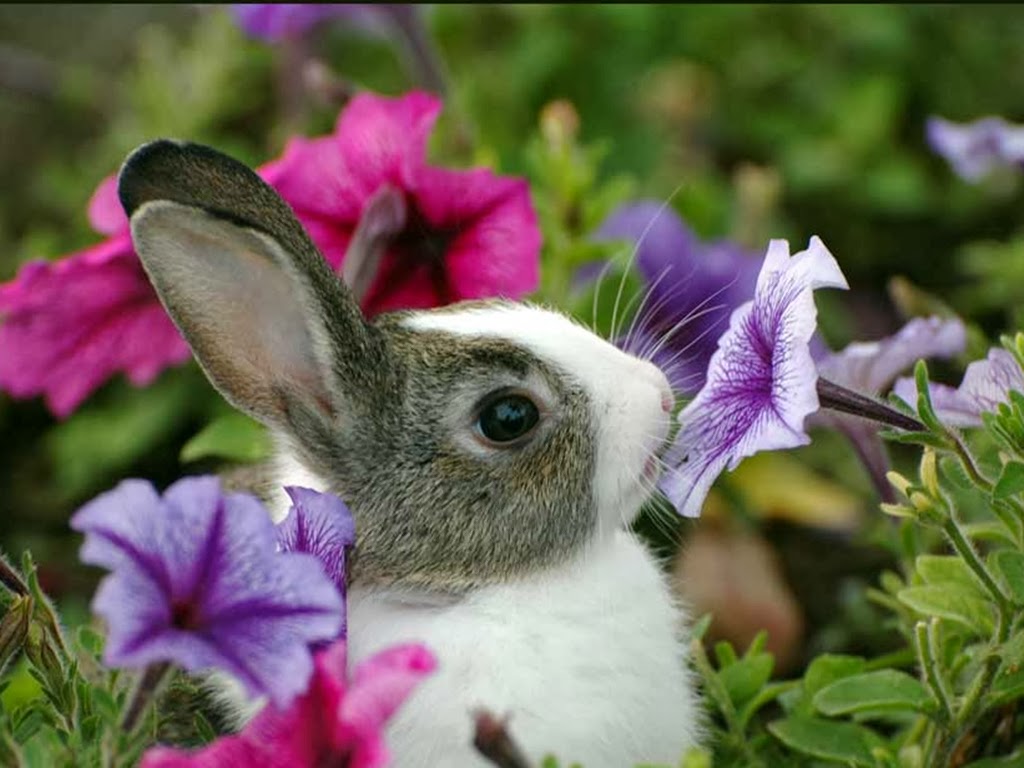 Bunny and flowers wallpaper - beautiful desktop wallpapers 2014
