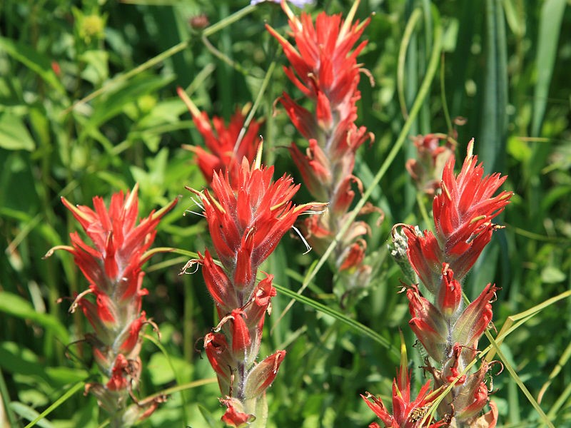 indian paintbrush silk flowers indian paintbrush silk flowers