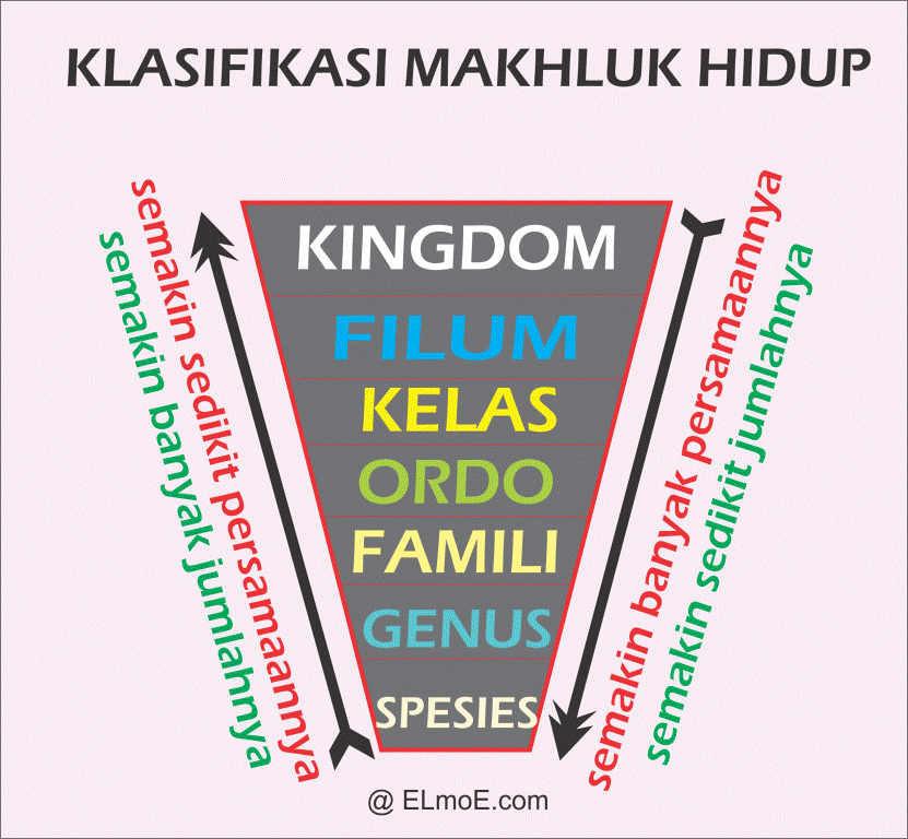 Macam Klasifikasi Makhluk Hidup Porosilmu Com